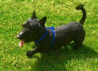 Angus (Scottie)