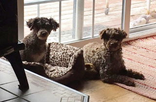 Pearl & Rosie