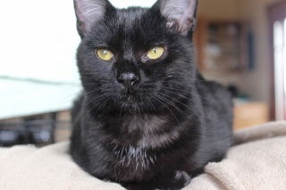 Mellie