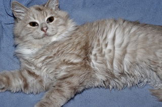 Fritter
