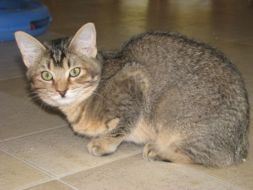 Melba