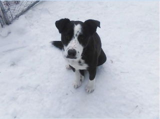 Duke