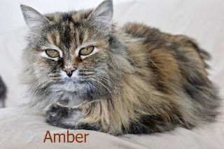 Amber