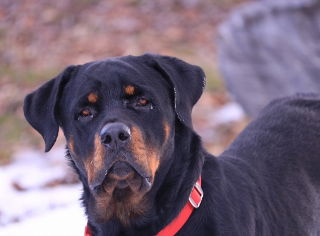 Dunca