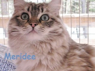 Meridee