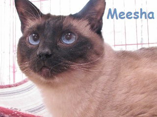 Meesha