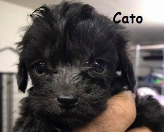 Cato