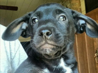 Diesel