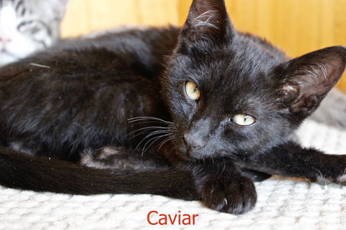 Caviar