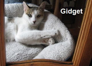 Gidget