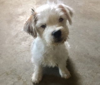 Fritz