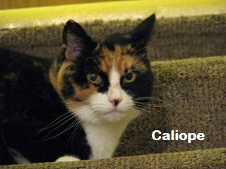 Calliope