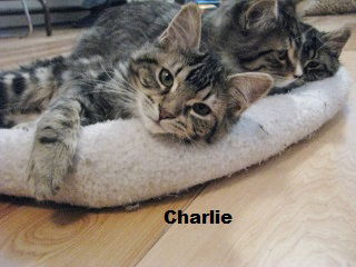 Charlie