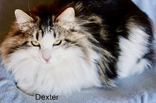 Dexter