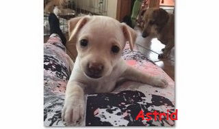 Astrid