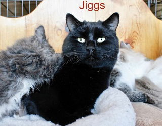 Jiggs