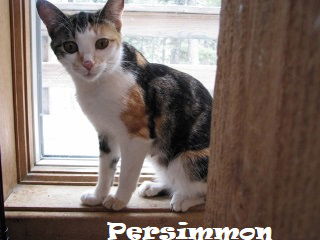 Persimmon