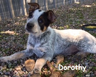 Dorothy