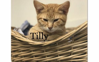 Tilly