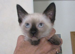 Kiki