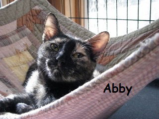 Abby (cat)