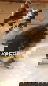 Pepper