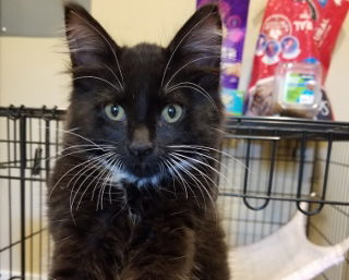 Fuzzburt