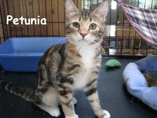 Petunia