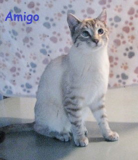 Amigo