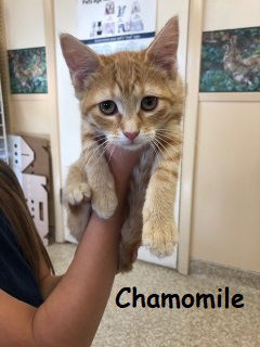 Chamomile