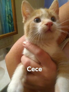 Cece