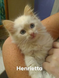 Henrietta