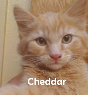 Cheddar