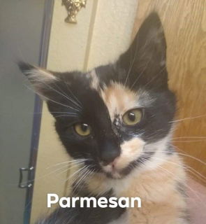 Parmesan