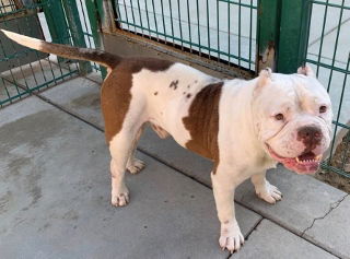 Dozer