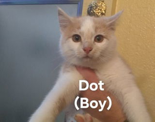 Dot