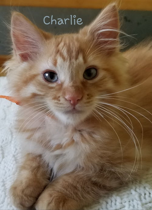 Charlie
