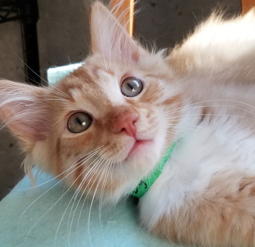 Dylan