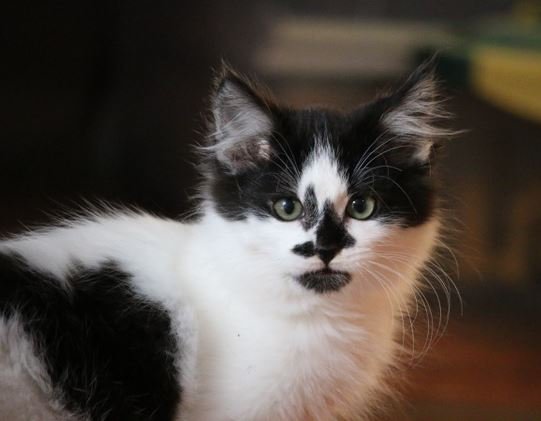adoptable Cat in Polson, MT named Hermione