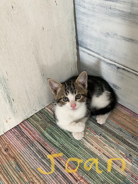 Joan