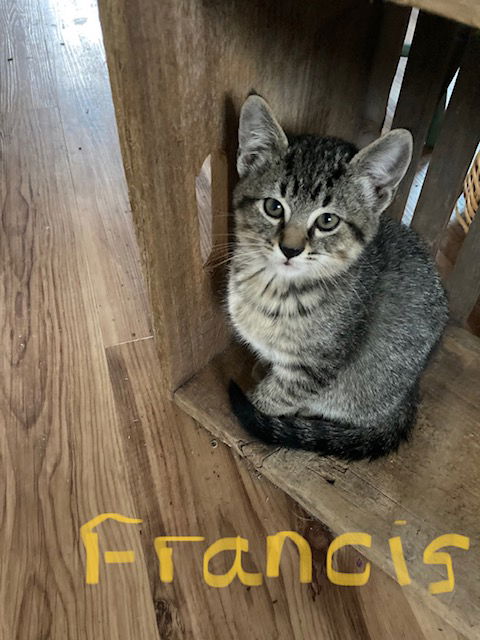 Francis