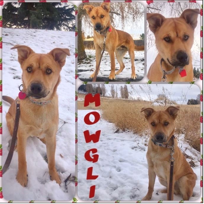 adoptable Dog in Polson, MT named Mowgli
