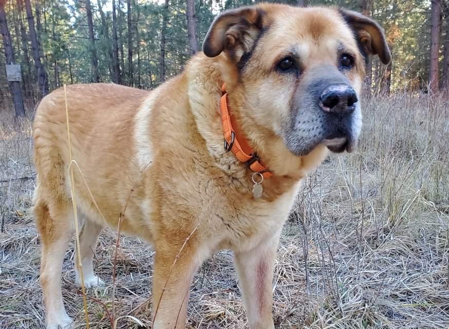 adoptable Dog in Polson, MT named Gussie