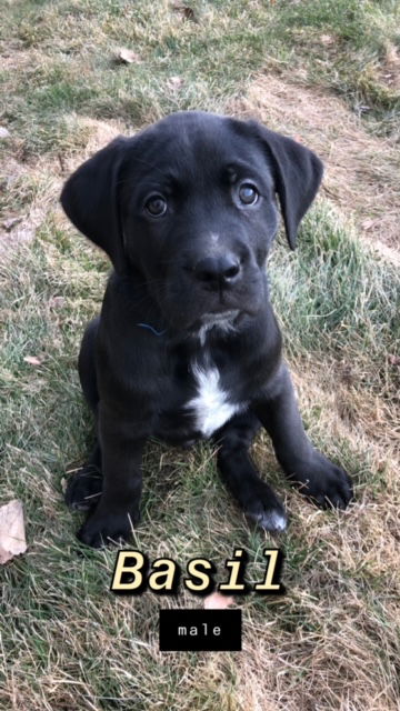 Basil
