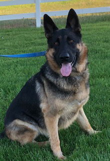Duke