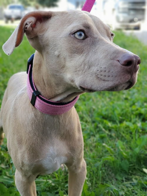 Isla