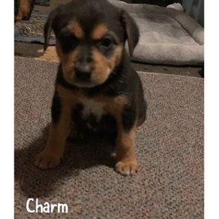 Charm