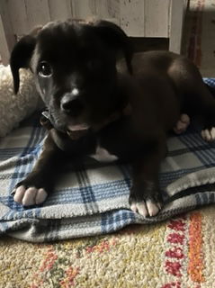 Mia