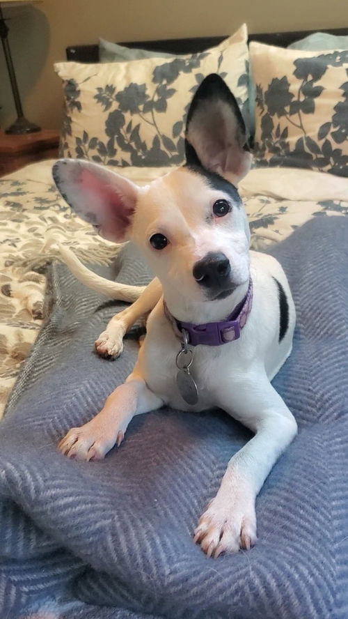 Dottie