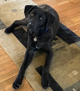 adoptable Dog in Polson, MT named Buddy